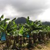 Bananenplantage im Norden Martiniques (plantation de bananes dans le nord)