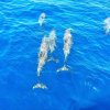 Delphine im karibischen Meer (dauphins dans la mer des caraïbes)