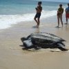 Schildkröte am Salinenstrand (tortue à la plage des salines)