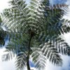 Riesenfarn im tropischen Regenwald (fougère géante dans la forêt tropicale)