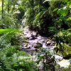 Wanderung im Regenwald (randonnée dans la forêt tropicale)