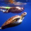 Schwimmen mit Schildkröten (nager avec les tortues)