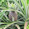 Ananas (ananas)