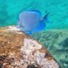 Schnorcheln am Hausriff (snorkeling près du rocher, Les Anses d‘Arlet)