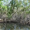 Mangroven (Mangrove)